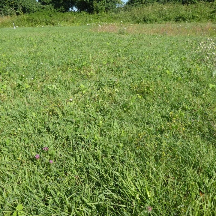 Species-Rich Lawn Meadow Turf