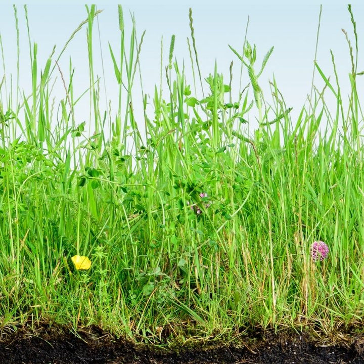 Species-Rich Lawn Meadow Turf