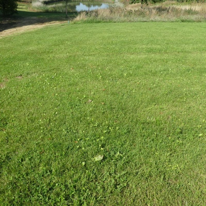 Species-Rich Lawn Meadow Turf