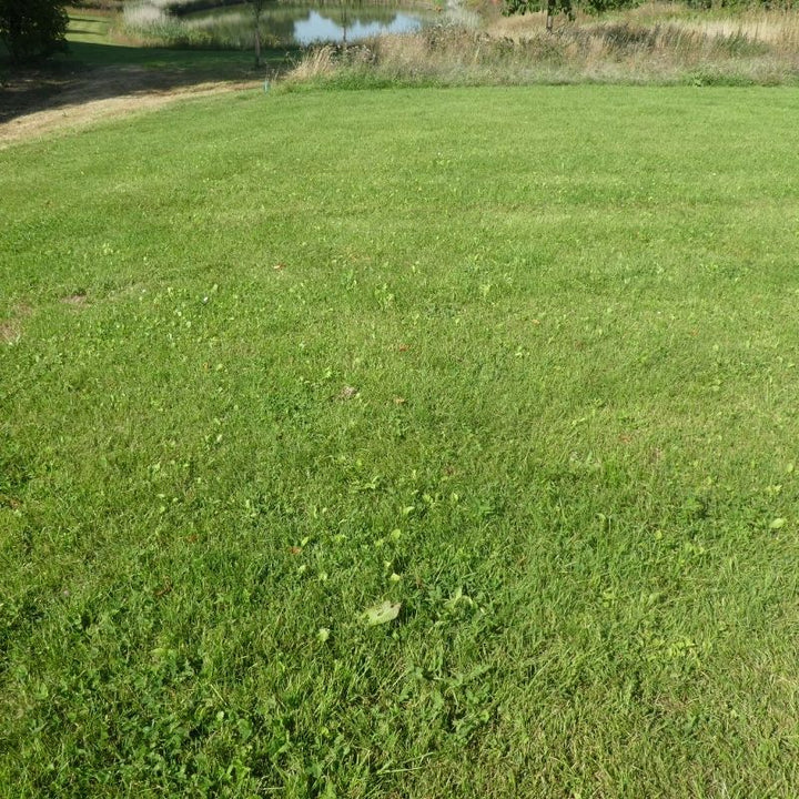 Species-Rich Lawn Meadow Turf