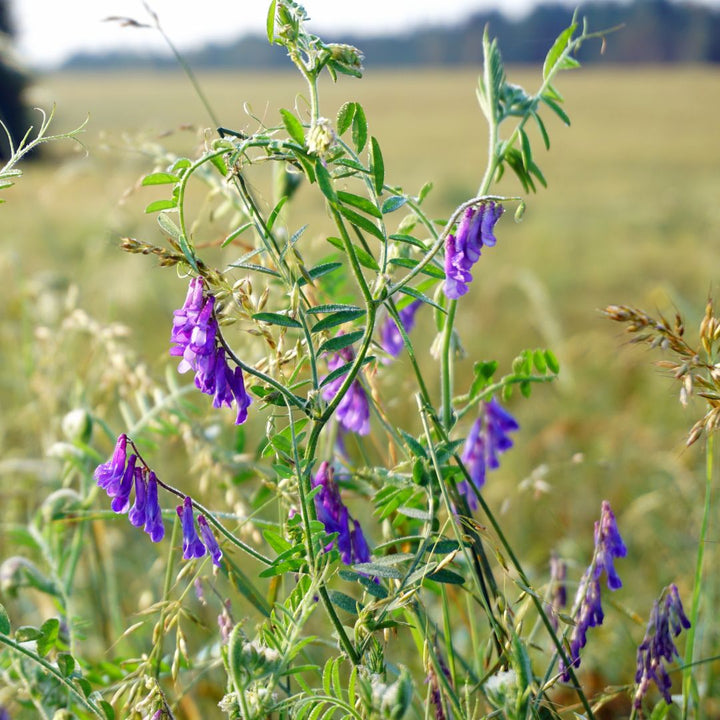 Purple tufted vetch flowers on a green plant with a blurred field background