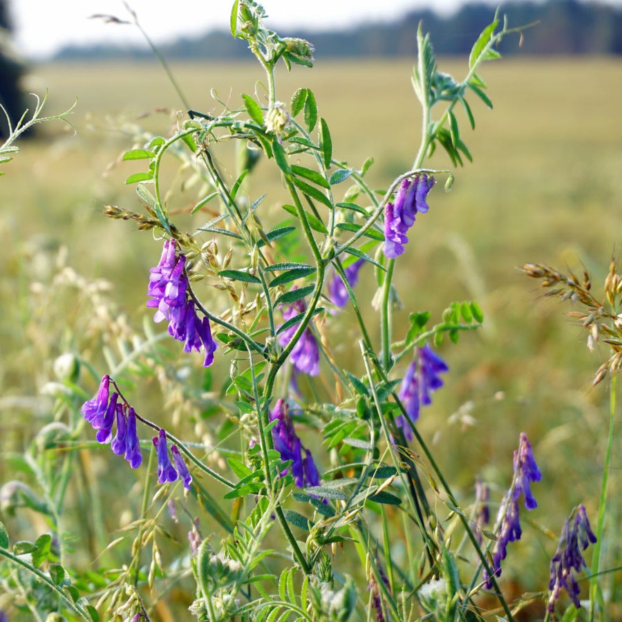 Purple tufted vetch flowers on a green plant with a blurred field background