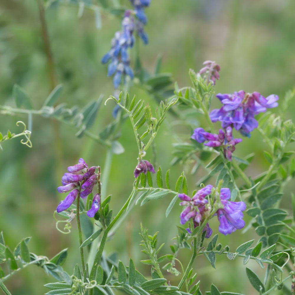 Purple tufted vetch wildflowers with green leaves on a blurred natural background
