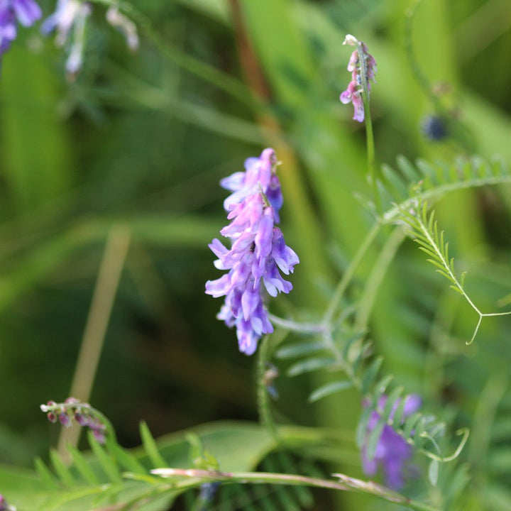 Close-up of purple Tufted Vetch wildflowers with a blurred green background