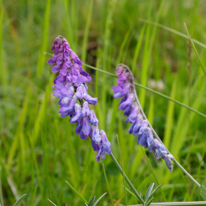 Purple Tufted Vetch flowers in a grassy field