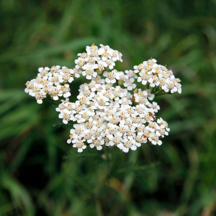 Yarrow Wildflower Seed | Achillea millefolium