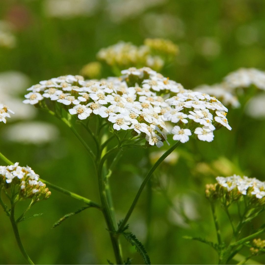 Yarrow Wildflower Seed | Achillea millefolium