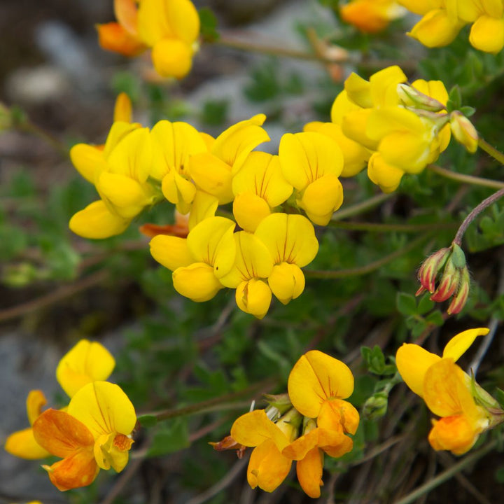 Bird's-foot Trefoil Wildflower Seed | Lotus corniculatus