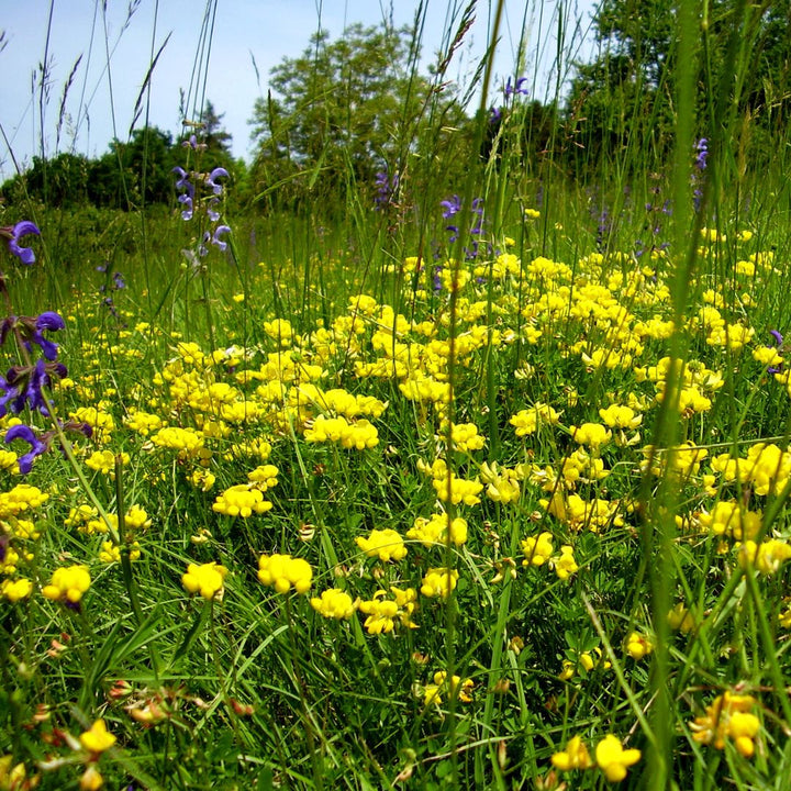 Bird's-foot Trefoil Wildflower Seed | Lotus corniculatus