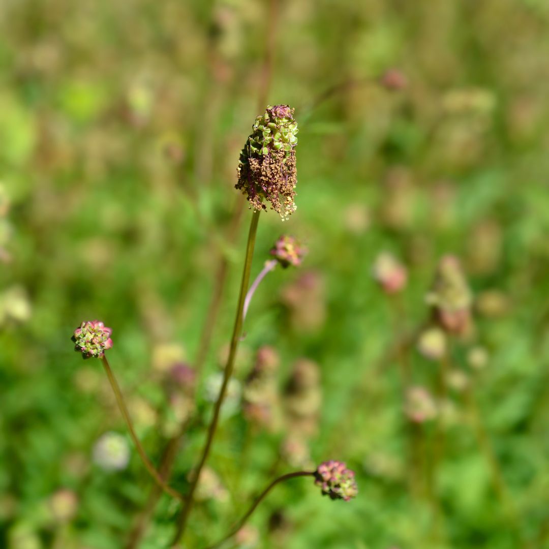 Salad Burnet Wildflower Seed | Sanguisorba minor