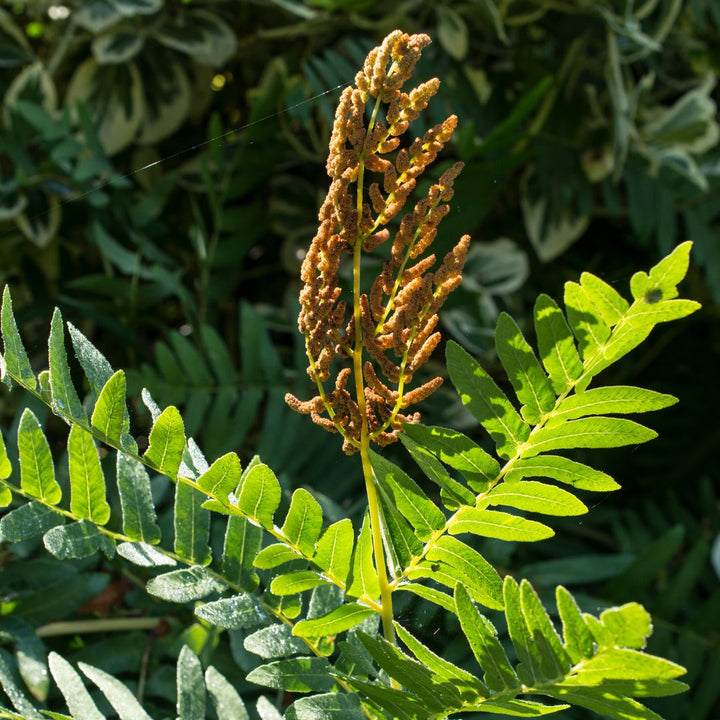 Royal Fern | Osmunda regalis