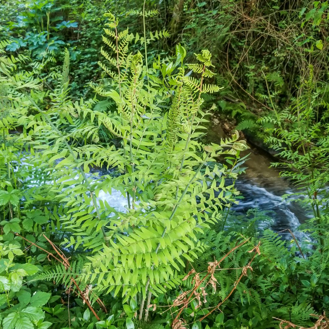 Royal Fern | Osmunda regalis