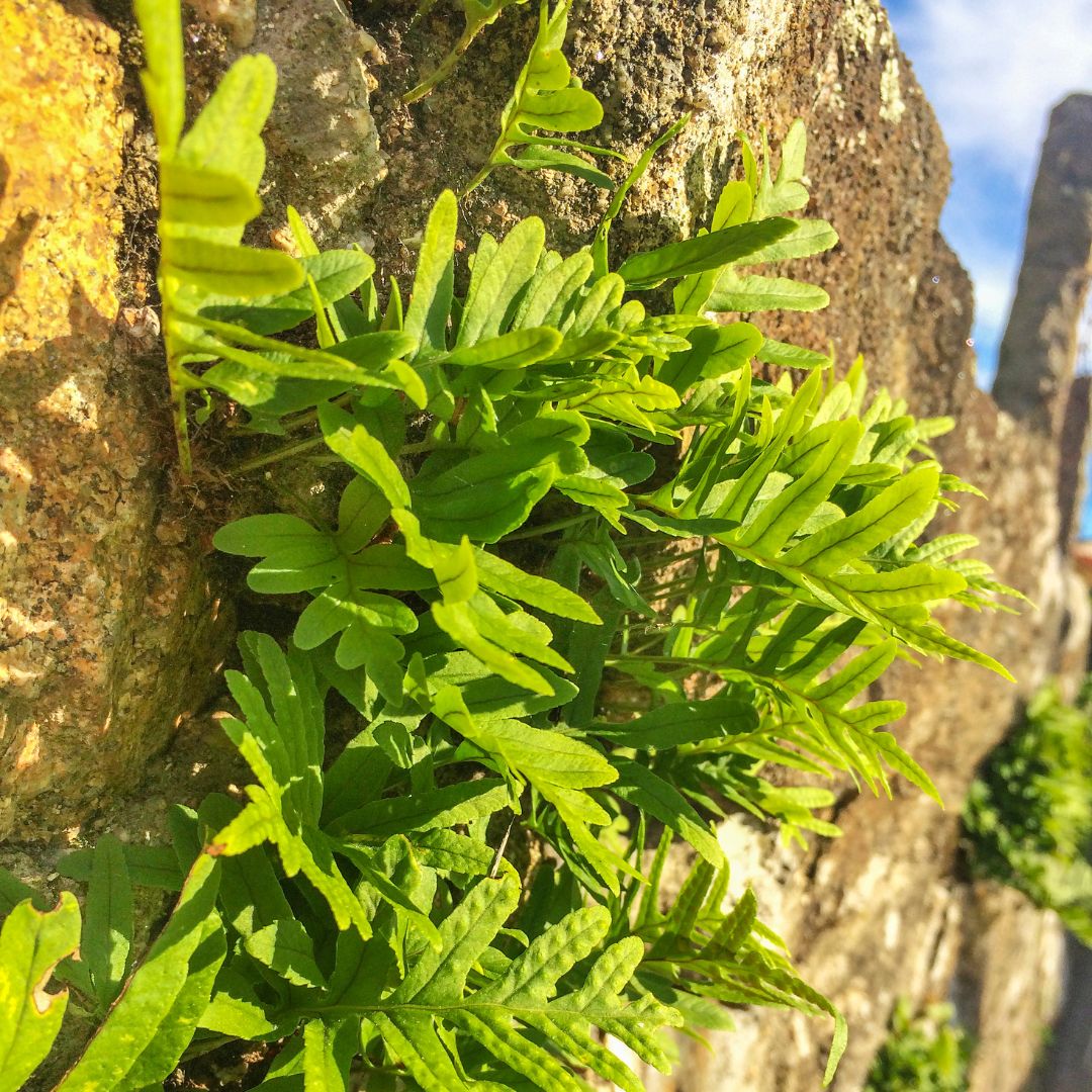 Common Polypody | Polypodium vulgare