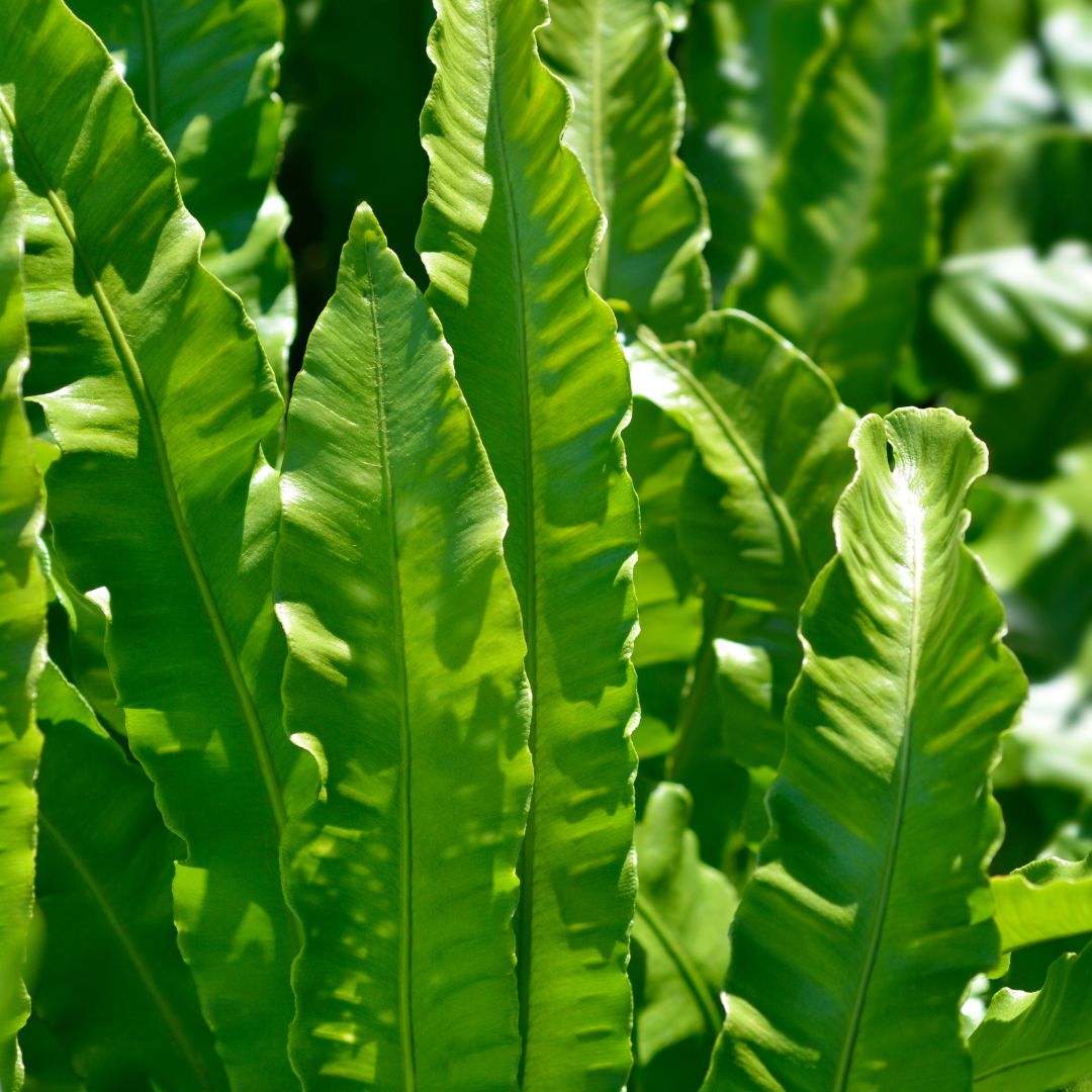 Hart's Tongue Fern | Asplenium scolopendrium