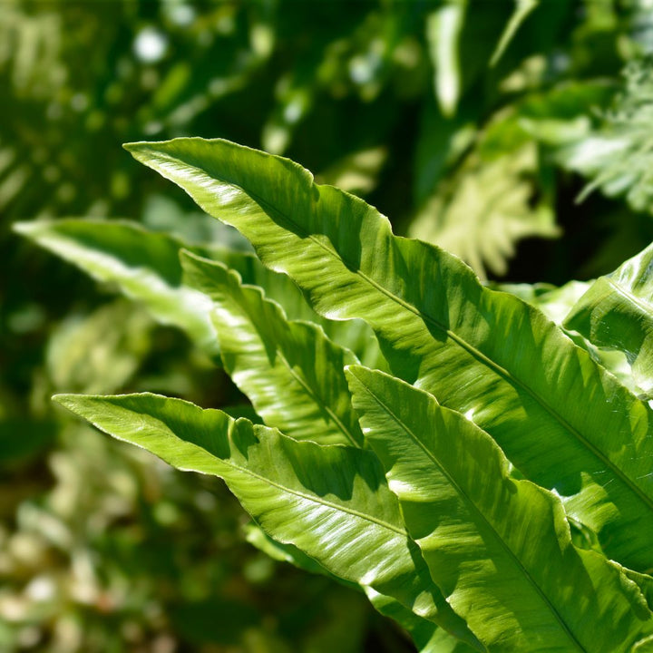 Hart's Tongue Fern | Asplenium scolopendrium