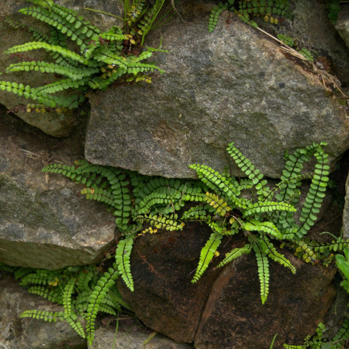 Maidenhair Spleenwort | Asplenium trichomanes