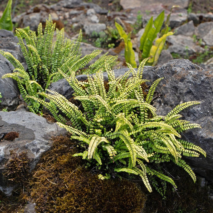 Maidenhair Spleenwort | Asplenium trichomanes