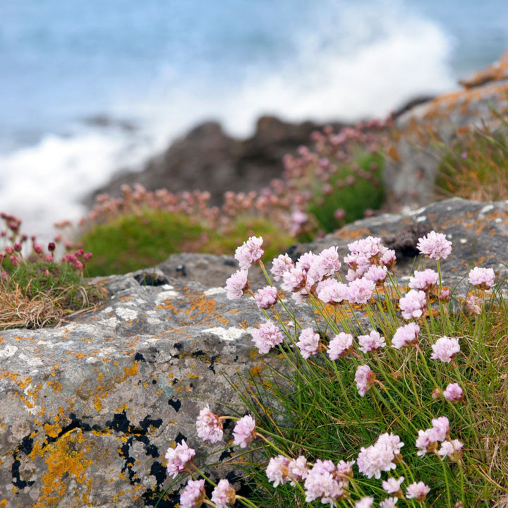 British Native Meadow Wildflower Seeds For Coastal Areas