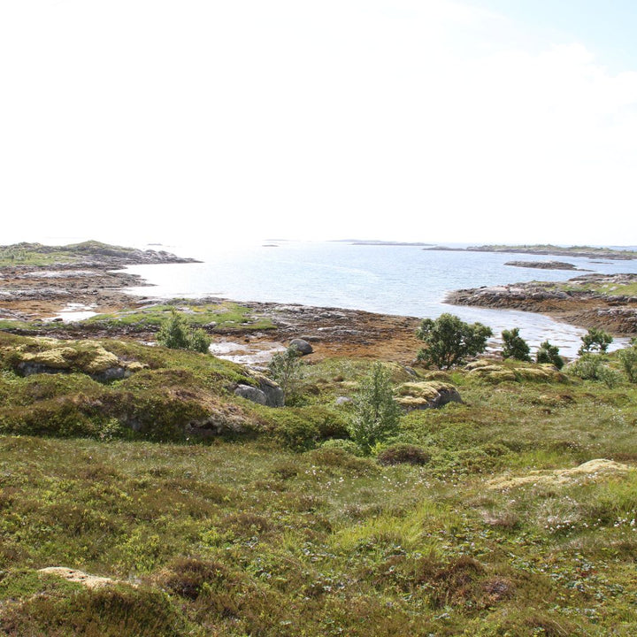 British Native Meadow Wildflower Seeds For Coastal Areas