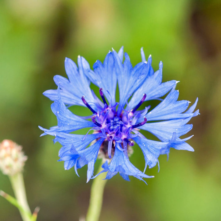 Cornflower Wildflower Seed | Centaurea cyanus