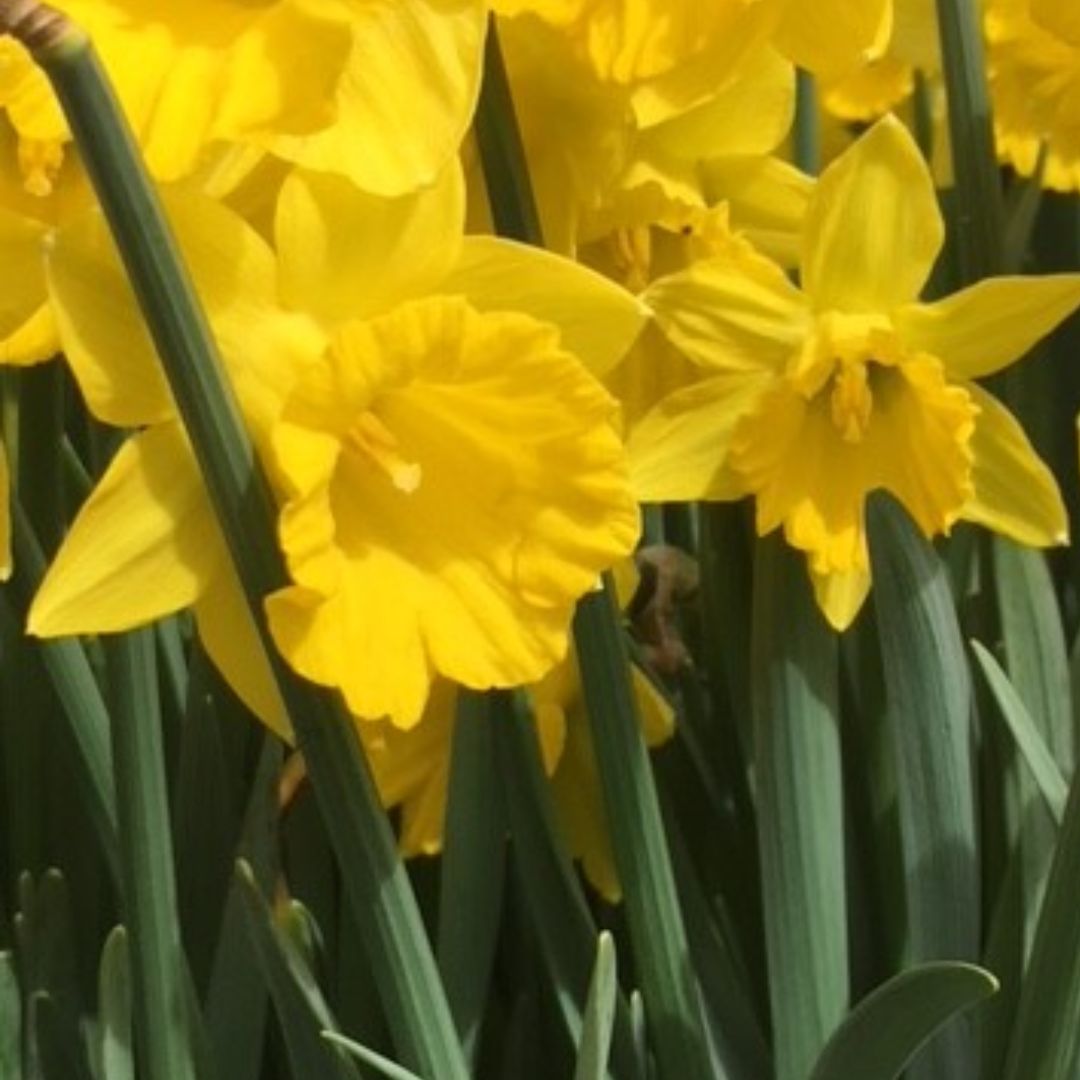 Tenby Daffodil Bulbs In The Green | Narcissus obvallaris