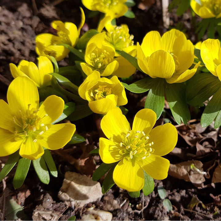 Aconite Bulbs In The Green | Eranthis cilicica