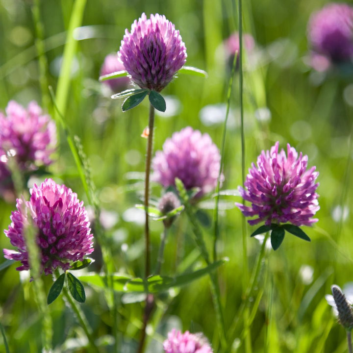 Wild Red Clover Wildflower Seed | Trifolium pratense