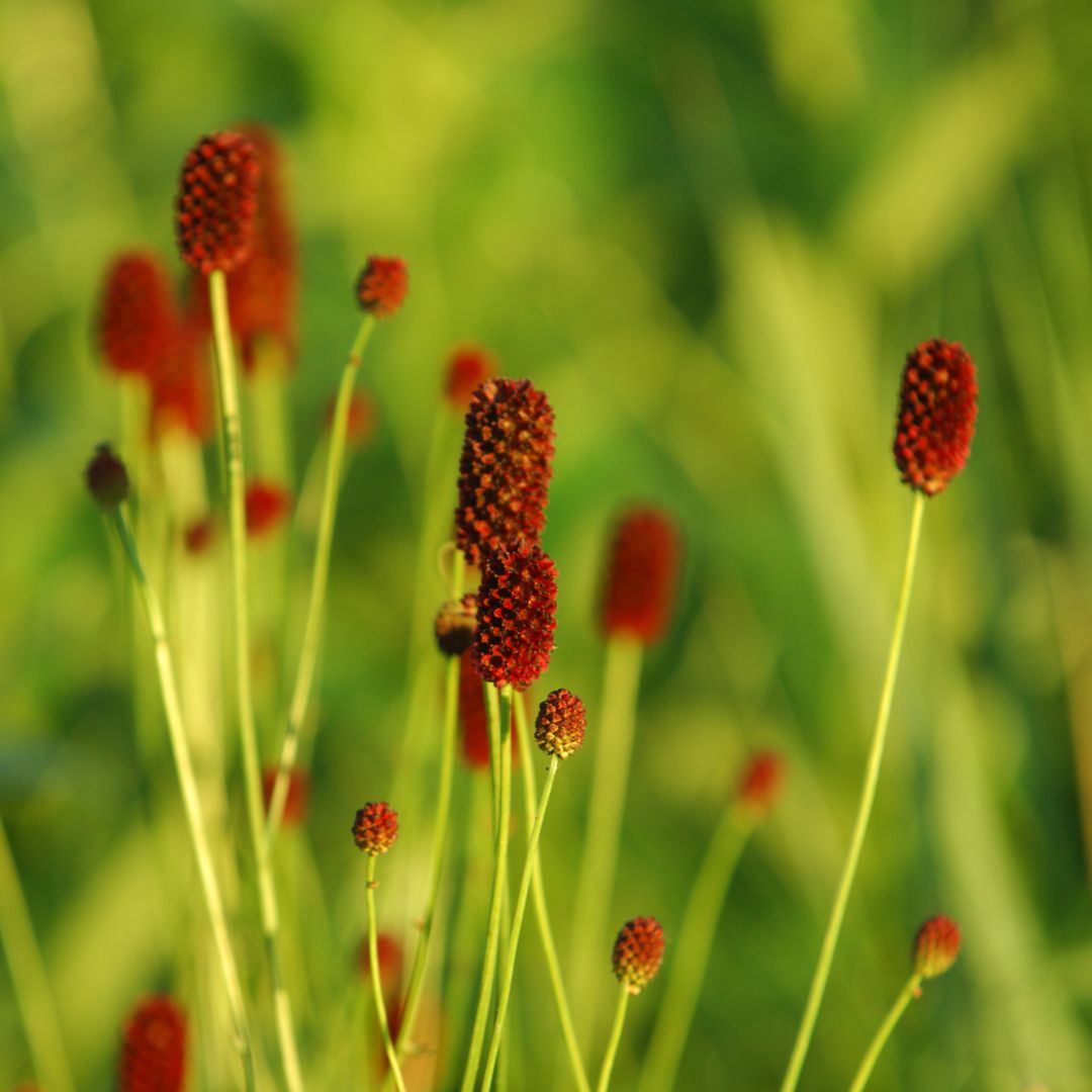 Great Burnet Plug Plants | Sanguisorba officinalis