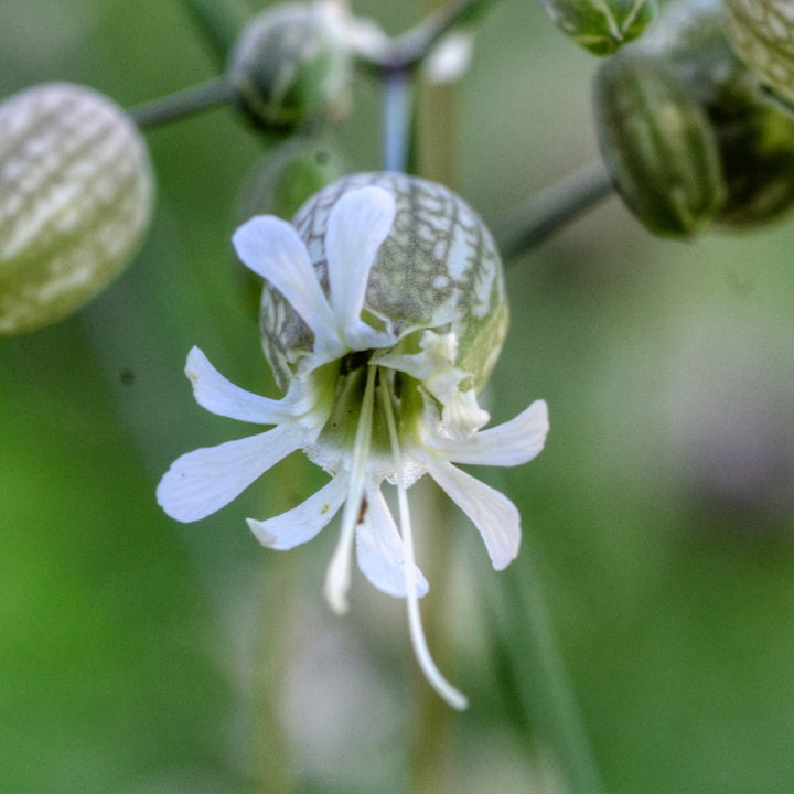 Bladder Campion Plug Plants | Silene vulgaris