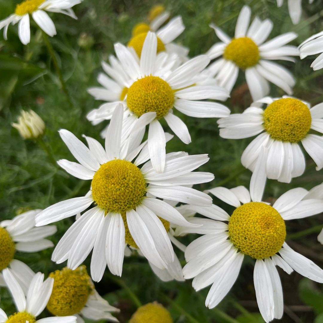 Lawn Chamomile Plug Plants | Anthemis nobilis