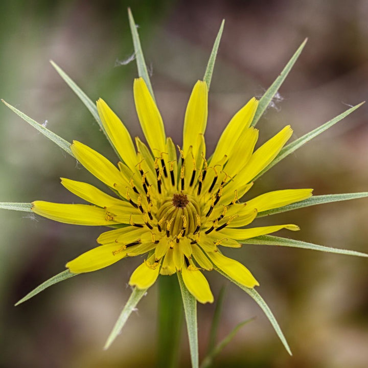 Goat's Beard Plug Plants | Tragopogon pratensis