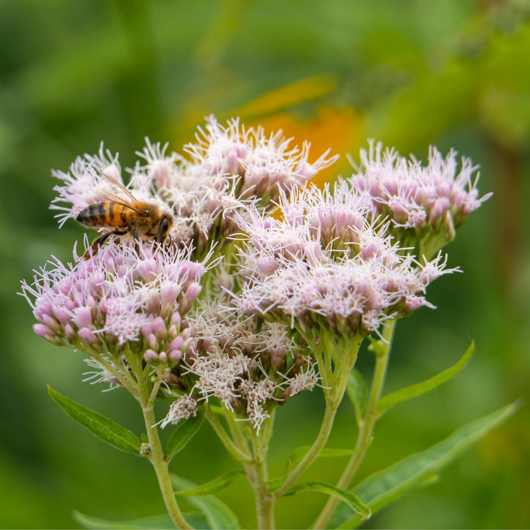 Hemp Agrimony Plug Plants | Eupatorium cannabinum