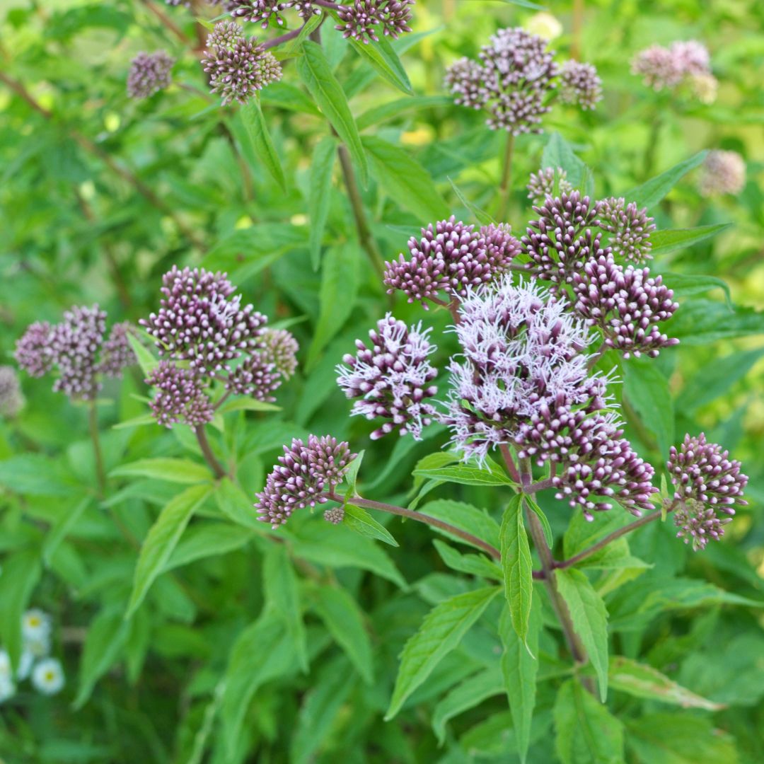 Hemp Agrimony Plug Plants | Eupatorium cannabinum