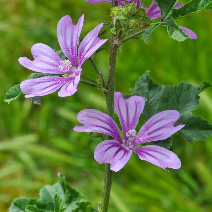 Common Mallow Plug Plants | Malva sylvestris