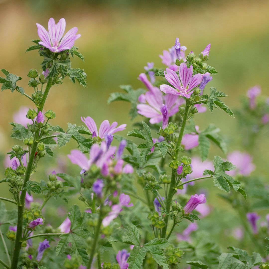 Common Mallow Plug Plants | Malva sylvestris