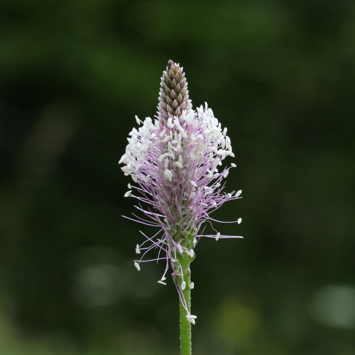 close-up of hoary plantain flower