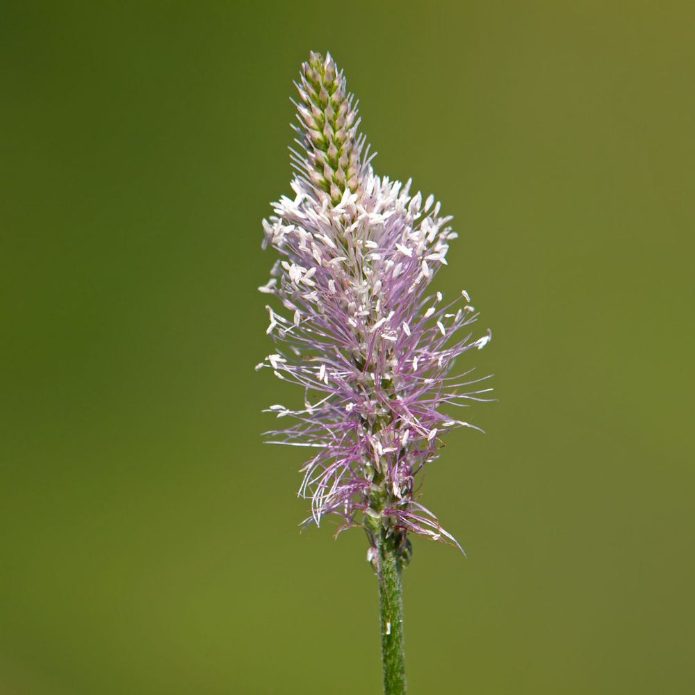 hoary plantain flower