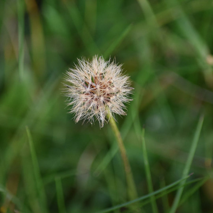 Rough Hawkbit Plug Plants | Leontodon hispidus