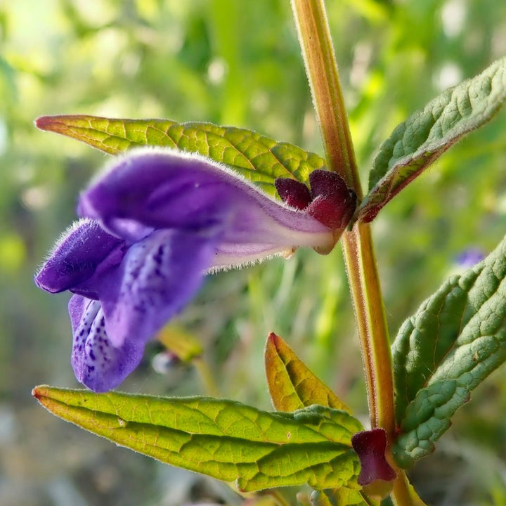 skullcap flower and stem