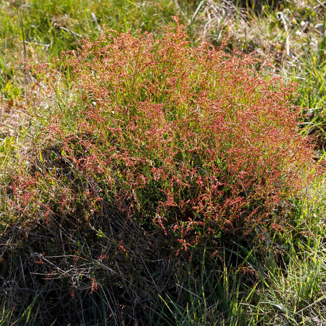 sheep's sorrel plant