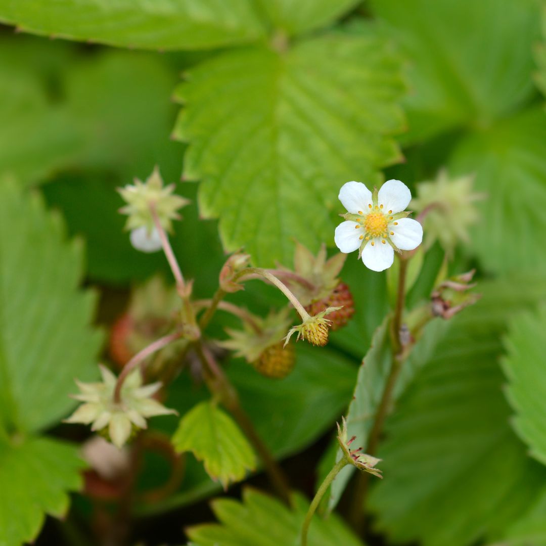 close-up image of wild strawberry flowers