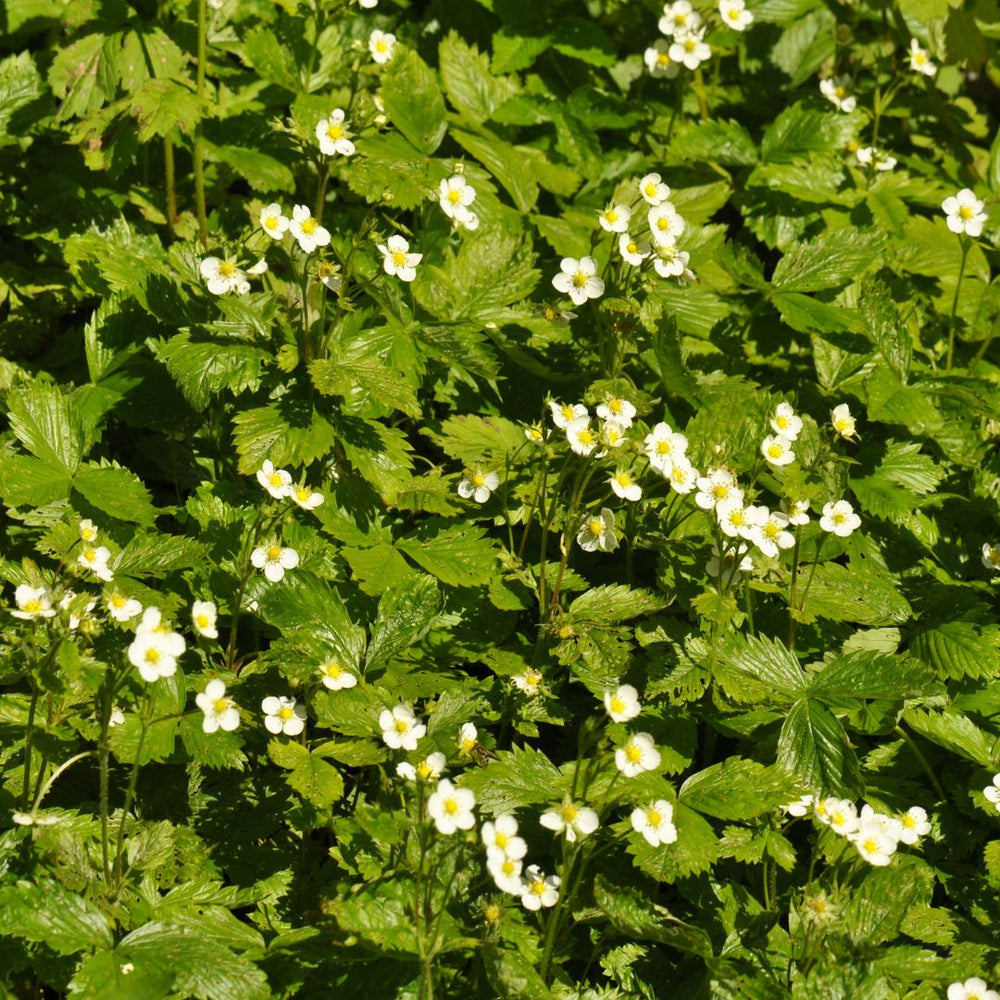 wild strawberry wildflowers