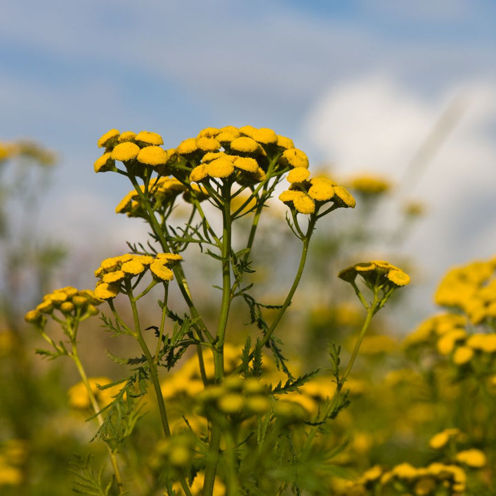 tansy wildflowers growing in a meadow