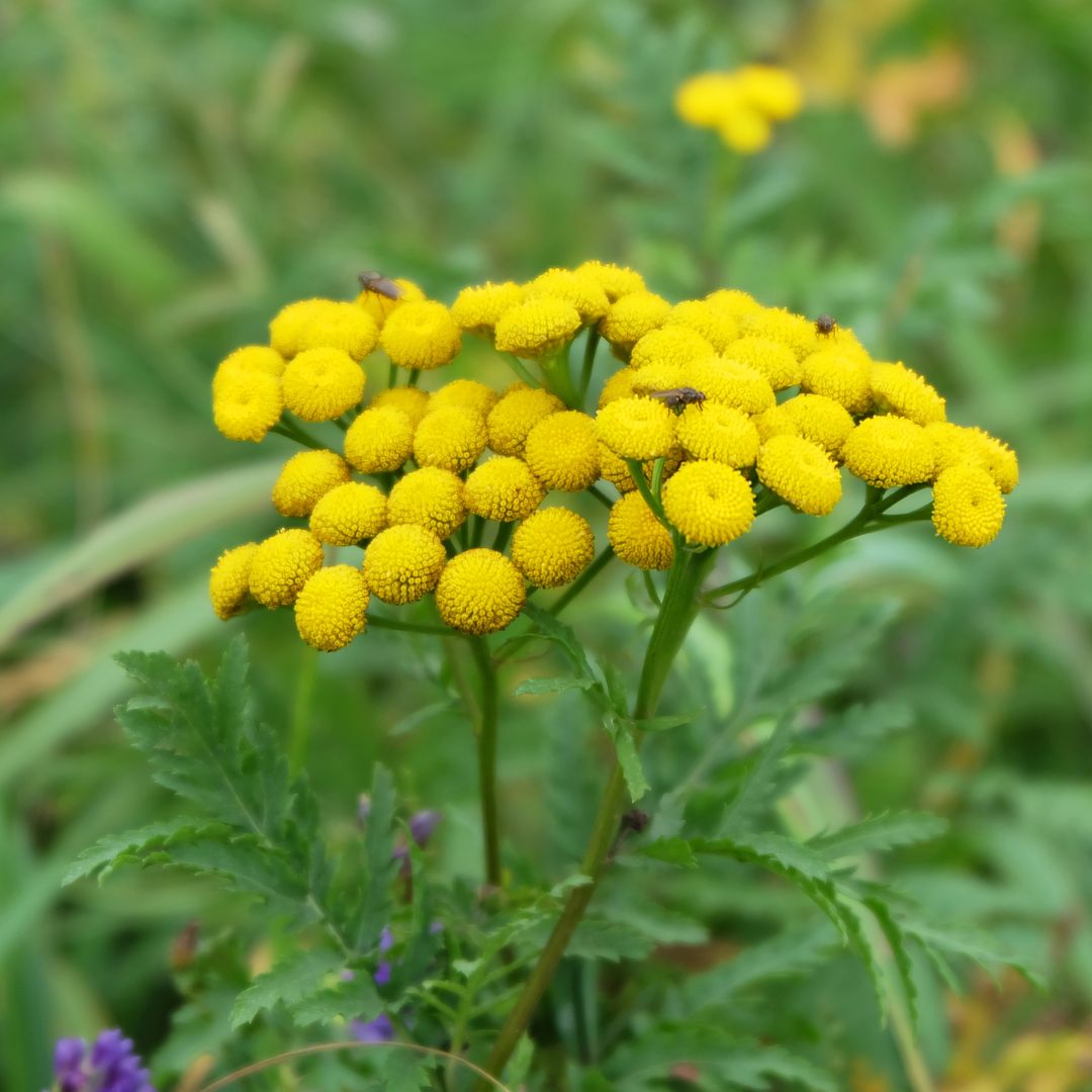 close-up image of tansy flowers