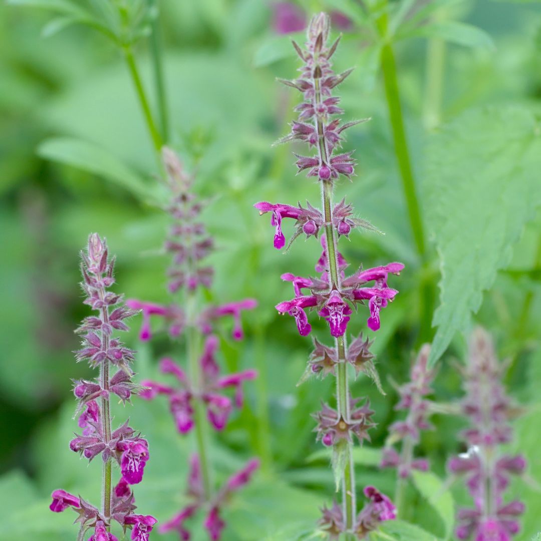 hedge woundwort flowers growing from a stem