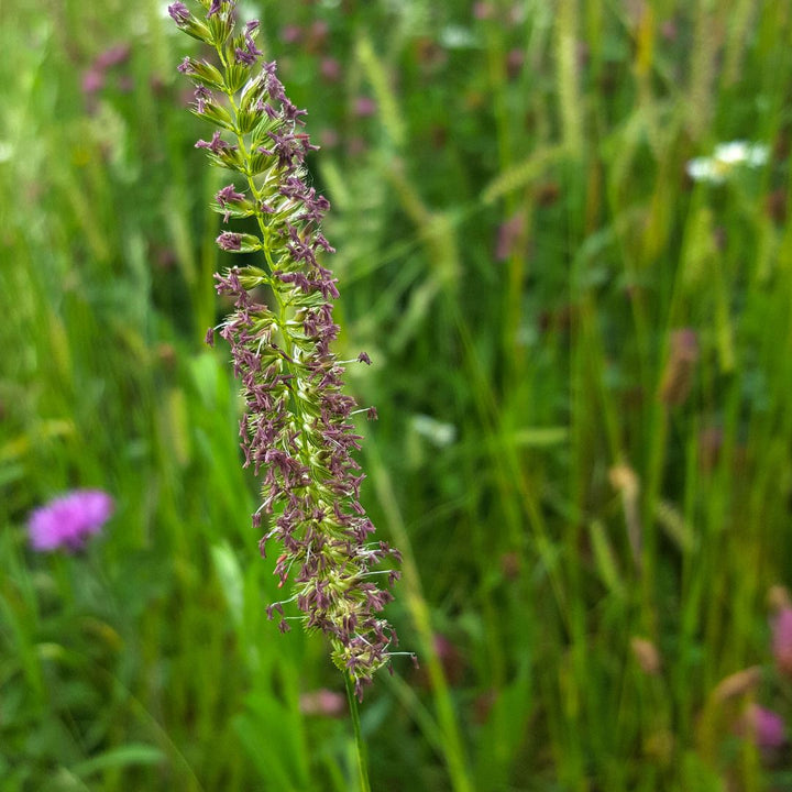 Crested Dogstail Seed