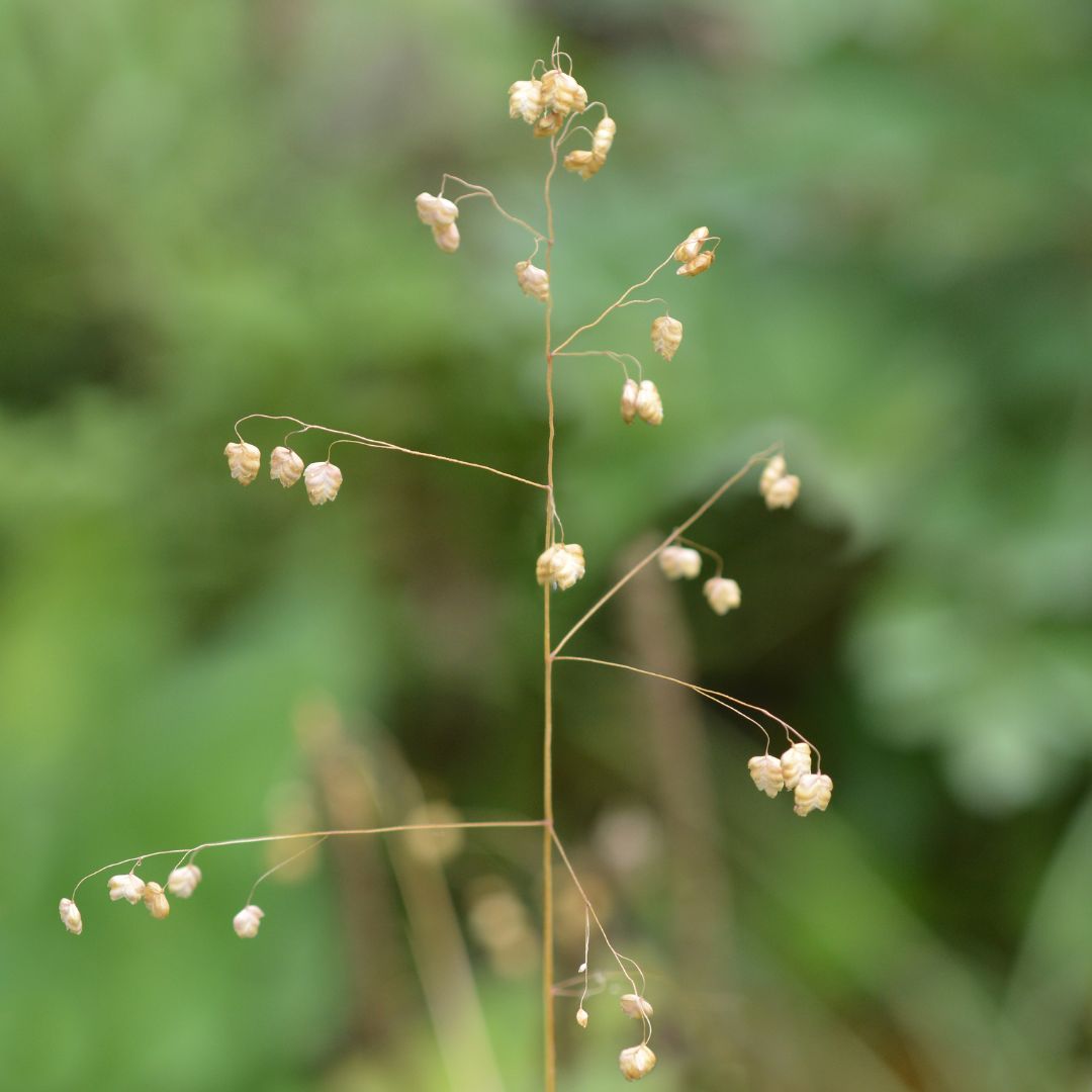 Quaking Grass Seed