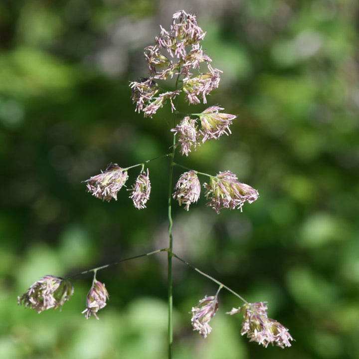 Cocksfoot Grass Seed