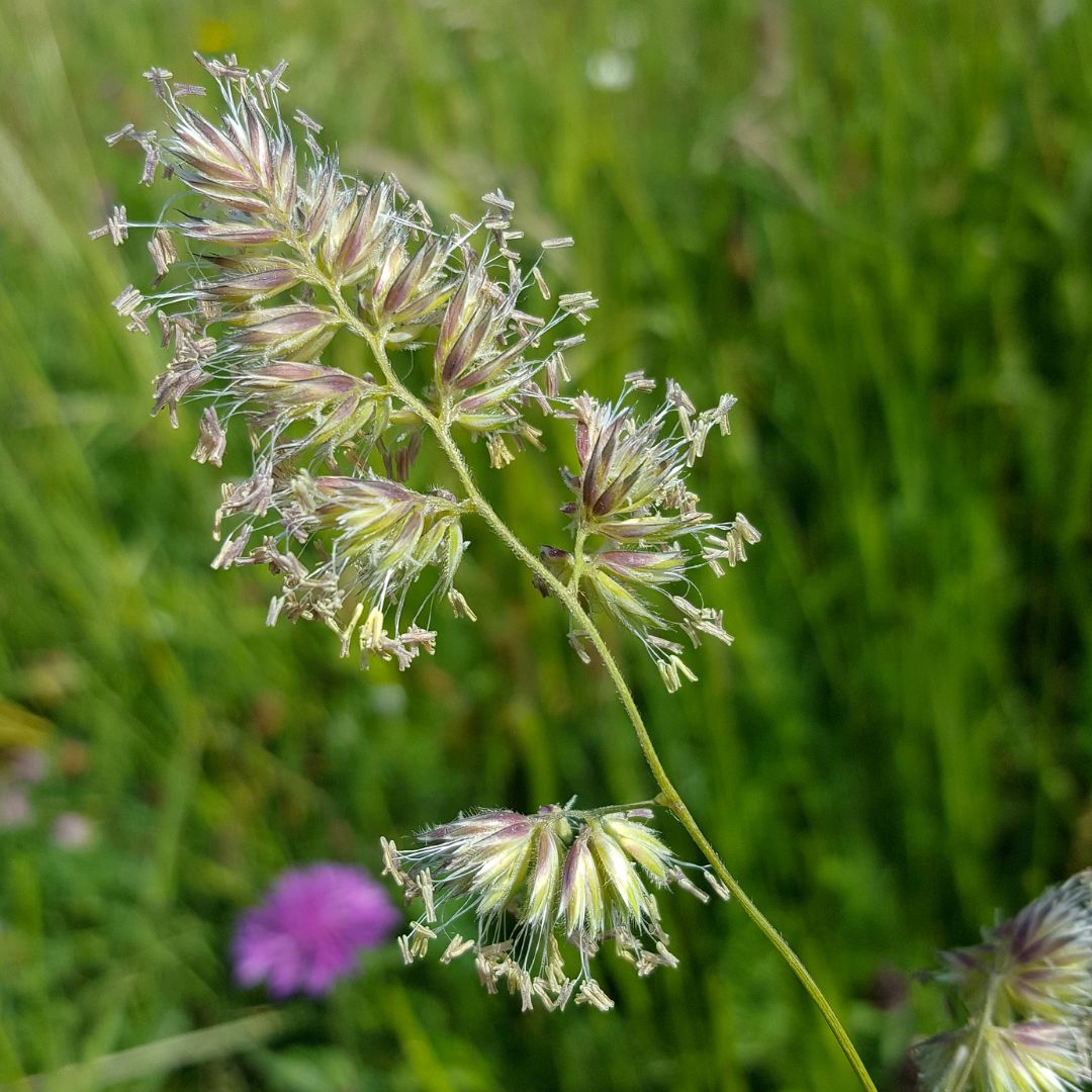 Cocksfoot Grass Seed