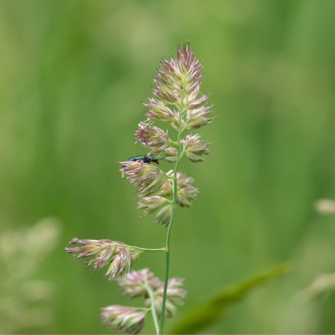 Cocksfoot Grass Seed